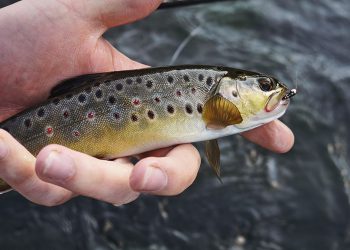 Top Fly Anglers You Should Following