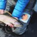 5 Proven Wet-Fly Methods for Steelhead