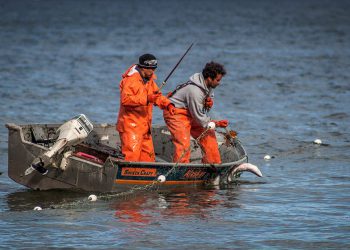 Wild and Wet Winter – Steelhead Handling