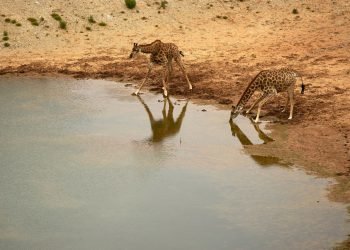Half-Sized Giraffes Catch Attention of Scientists