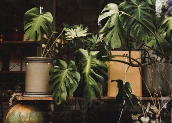 The Global Movement To Restore Nature’s Biodiversity