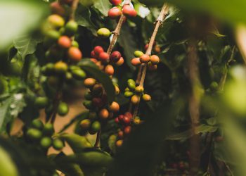 Rich Farmer, Poor Farmer: Perspective on Profitability in Coffee Farming