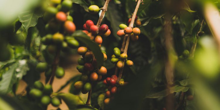 Rich Farmer, Poor Farmer: Perspective on Profitability in Coffee Farming