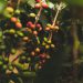 Rich Farmer, Poor Farmer: Perspective on Profitability in Coffee Farming