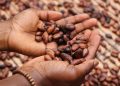 Central America Coffee Land to Shrink as Globe Warms