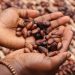 Central America Coffee Land to Shrink as Globe Warms
