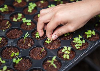 Opinion: Without Action, The Future of Coffee Is Not Secure