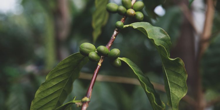 Costa Rica: A Classic Origin at a Crossroads