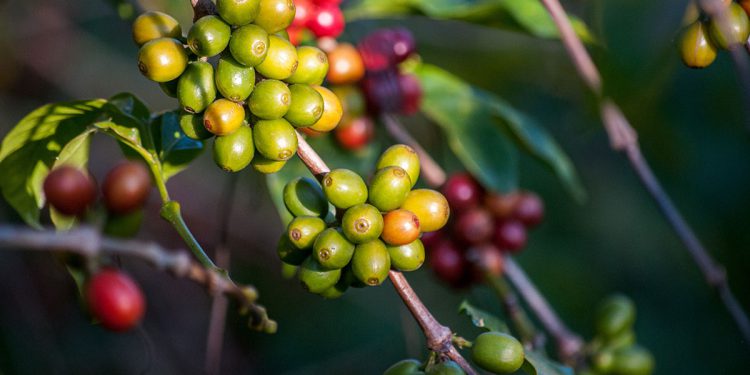 Panama Canal Authority Opens Coffee Processing Plant