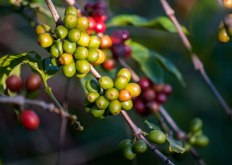 Panama Canal Authority Opens Coffee Processing Plant