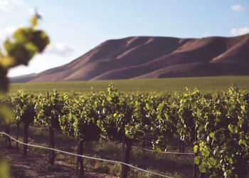 Coffee Farmers Face Increasing Pressure To Migrate