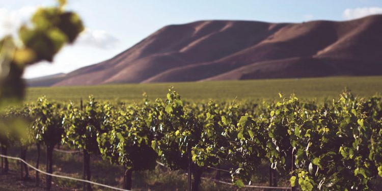 Coffee Farmers Face Increasing Pressure To Migrate