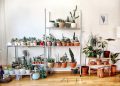 House Plants for People Who Are Bad At House Plants