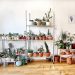House Plants for People Who Are Bad At House Plants
