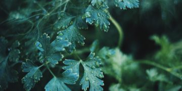 Dark Urine Could Indicate a Liver Problem