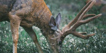 Weakest Piglets May Sneak Help From Strongest Siblings