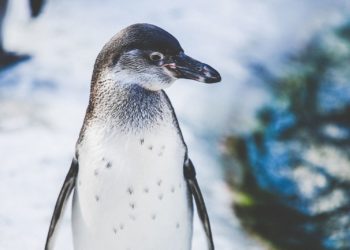 How We Know Humans Are to Blame for the Arctic’s Extremely Warm Winter