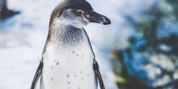 How We Know Humans Are to Blame for the Arctic’s Extremely Warm Winter