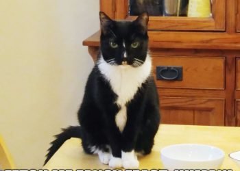 You will do as I command