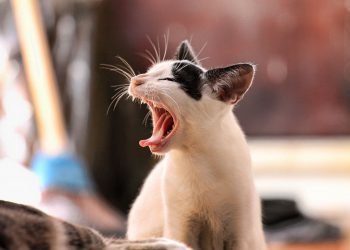 When people talk bullsh*t all the time