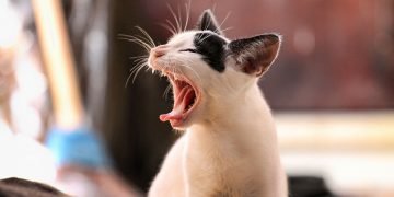 When people talk bullsh*t all the time