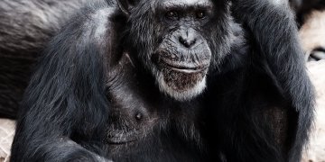 Cute baby monkeys compilations