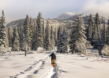 Antarctica tourism regulation urgent for environment: Summit