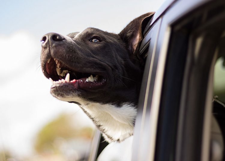 Research say : Family tree of dogs reveals secret history of canines