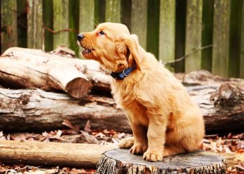 Frequency of Urination Related to Dog Body Size