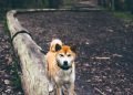 There’s No Such Thing as a Good Dog, Only Good Owner