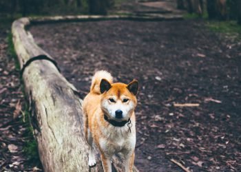 There’s No Such Thing as a Good Dog, Only Good Owner