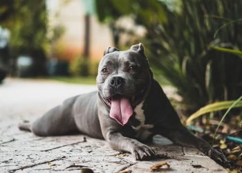 Dogs Are Even More Like Us Than We Thought