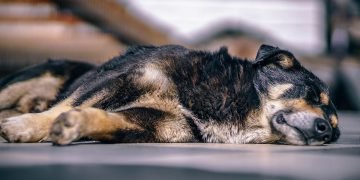 Caring for Your Senior Dog: 5 Important Things to Know