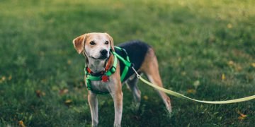 Do Better Canine Diets Support Longer Lives?