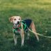 Do Better Canine Diets Support Longer Lives?