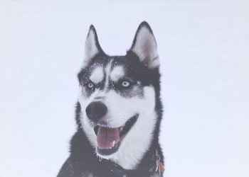 So you’re thinking of getting a Siberian Husky