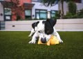 5 essential commands you can teach your dog