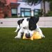 5 essential commands you can teach your dog