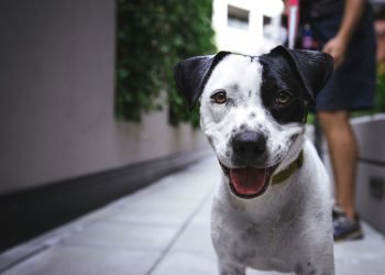 How To Read Your Dog’s Body Language