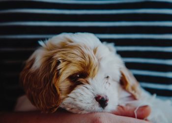 25 ways you know your dog loves you more than you think