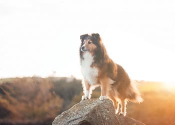 Vaccines and pesticides cause chronic illnesses in pets, too