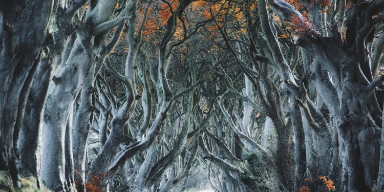 Get lost in the forest & Don’t find a way back