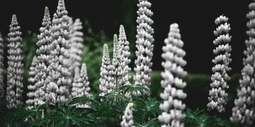 Floral curve test shows what’s great for a moth is not so good for a flower