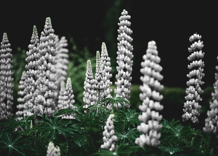 Floral curve test shows what’s great for a moth is not so good for a flower