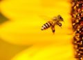 Skull cults, Parkinson’s proteins in the gut, and bee-killing pesticides