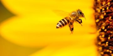 Skull cults, Parkinson’s proteins in the gut, and bee-killing pesticides