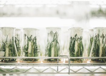 Releasing plant volatiles, as simple as ABC