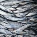 Magical fish basically has the power to conjure its own Patronus