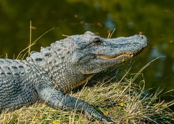 Extinction that killed the dinosaurs may have led to frog explosion