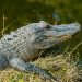 Extinction that killed the dinosaurs may have led to frog explosion